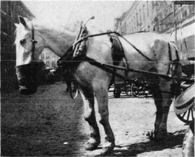 Fig. 13—Carpal exostosis in aged horse. Fig. 13—Carpal exostosis in aged horse.