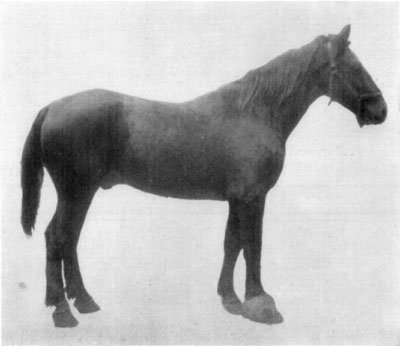 Fig. 37—Hyperplasia of right fore foot, due to chronic
quittor. Fig. 37—Hyperplasia of right fore foot, due to chronic
quittor.