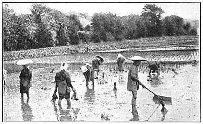 FIG. 138.&mdash;Rice for its growth needs periodical
flooding, and irrigation often supplies the necessary water.