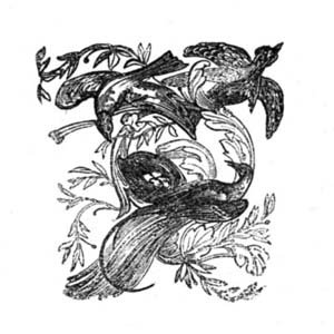 New World birds New World birds