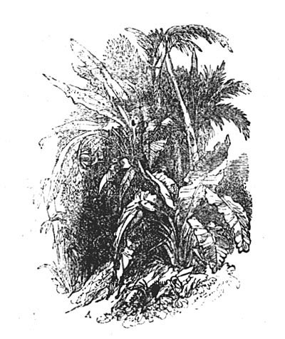 Banana plant Banana plant