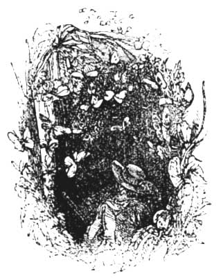 Butterflies Butterflies