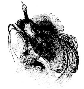 Moenura superba Moenura superba