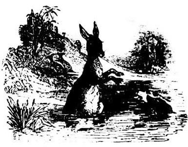 A Kangaroo A Kangaroo