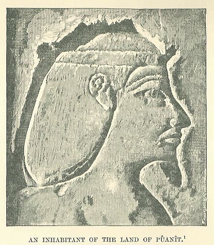 361.jpg an Inhabitant of the Land Of P�an�t 