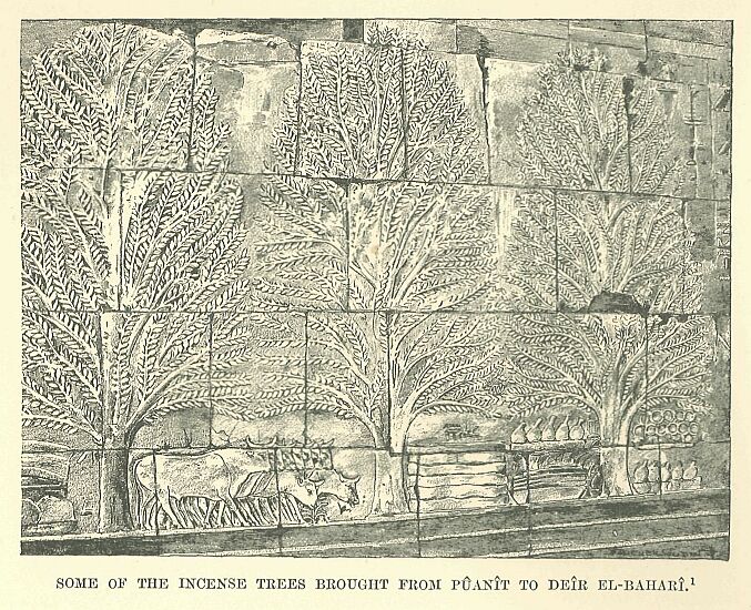 369.jpg Some of the Incense Trees Brought from P�an�t To De�r El-baiiak� 