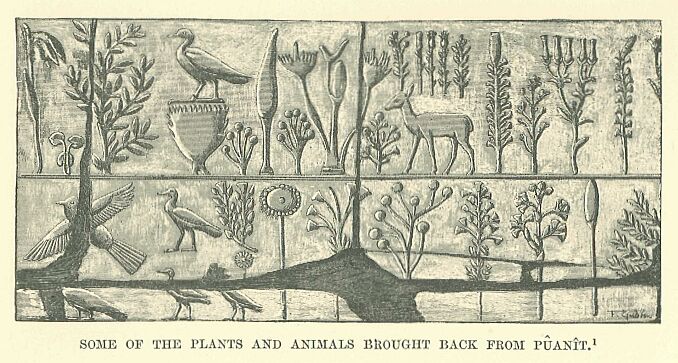 380.jpg Some of the Plants and Animals Brought Back From Puan�t 