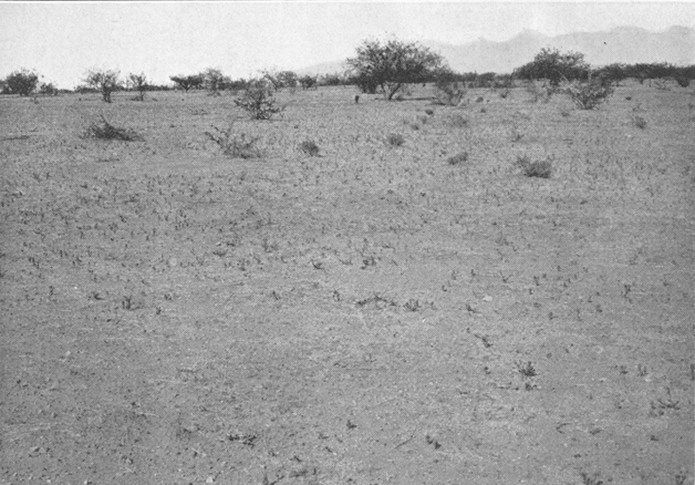 Plate II. Fig. 2.&mdash;Kangaroo Rat Country Following Summer Drought.