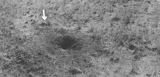 Plate VI. Fig. 2.&mdash;Subsidiary Burrow of Dipodomys s. spectabilis.