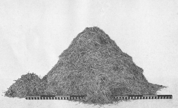 Plate VIII. Fig. 1.&mdash;Content of Den Excavated in New Mexico.