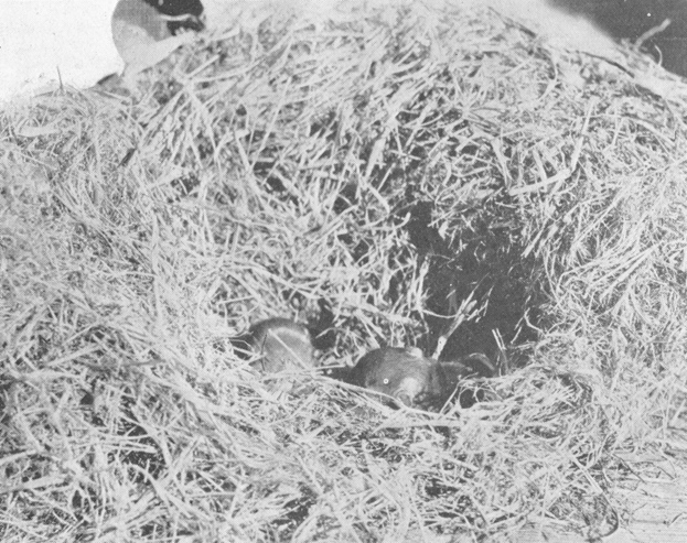 Plate IX. Fig. 1.&mdash;Kangaroo Rat Nest and Young.