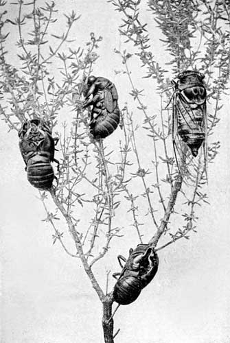 THE CIGALE THE CIGALE