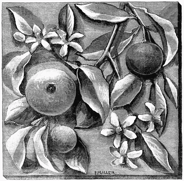 FIG. 1.&mdash;A TILE.

Our First Experiment.