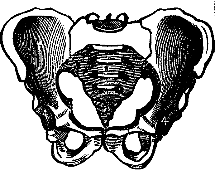 Illustration:
Fig. 15. A representation of the pelvic bones.