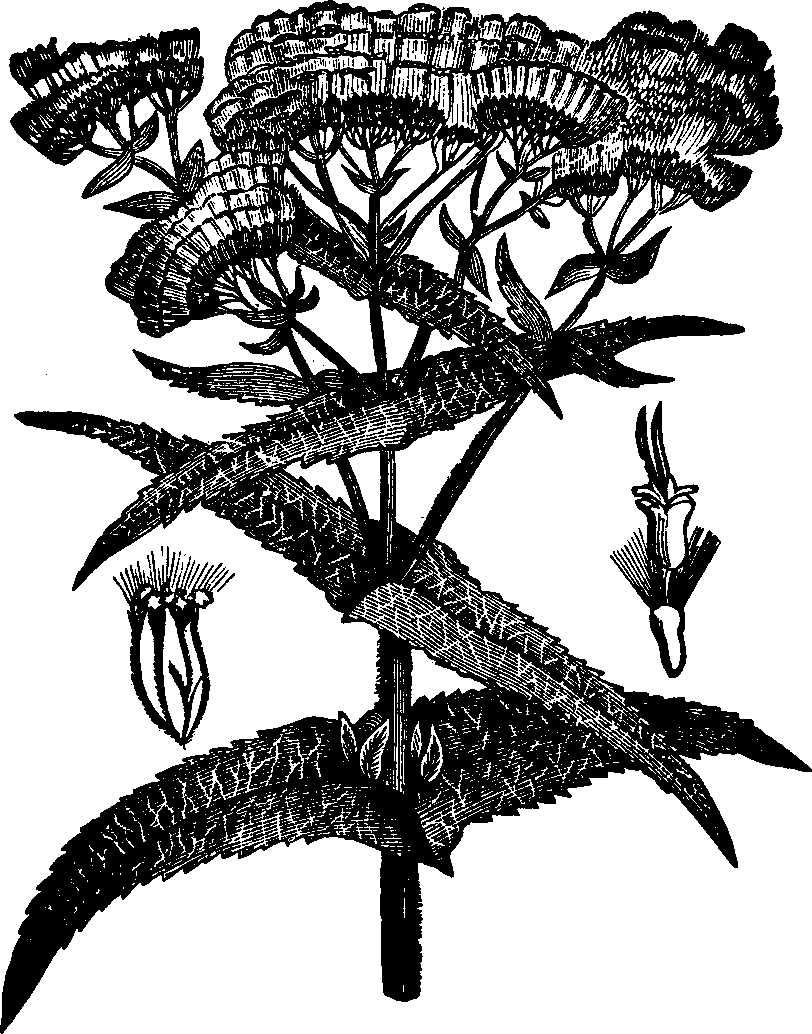 Illustration:
Fig. 119. Boneset. 