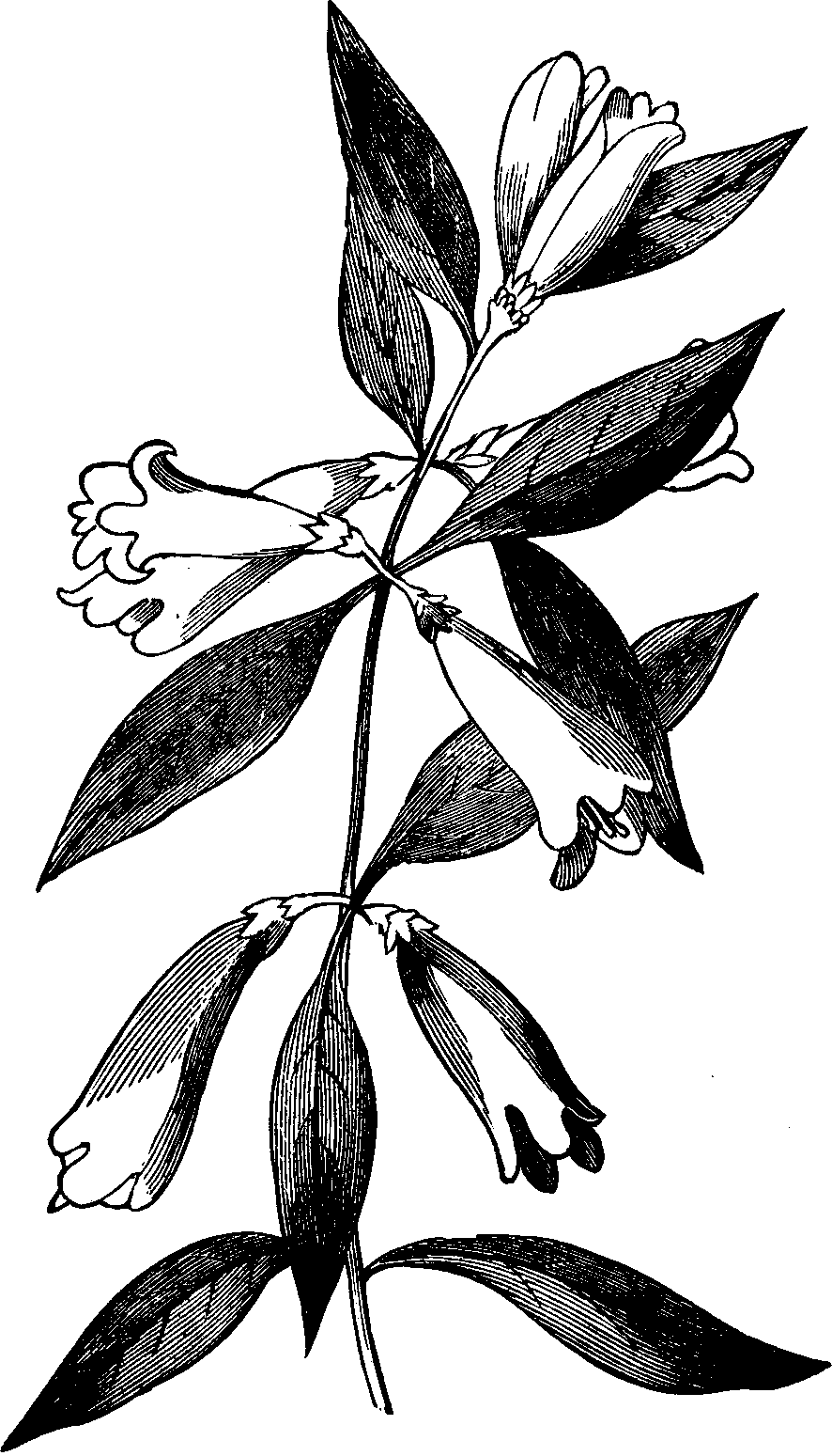 Illustration:
Fig. 120. Yellow Jessamine.