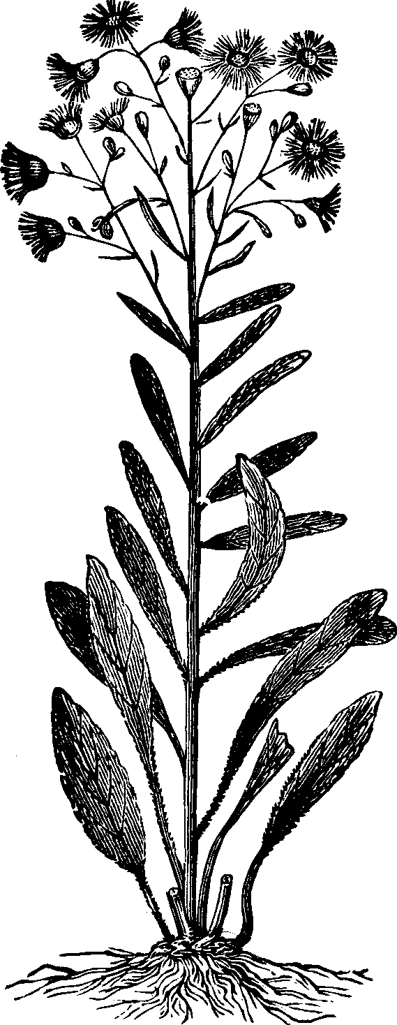 Illustration:
Fig. 125. Canada Fleabane. 