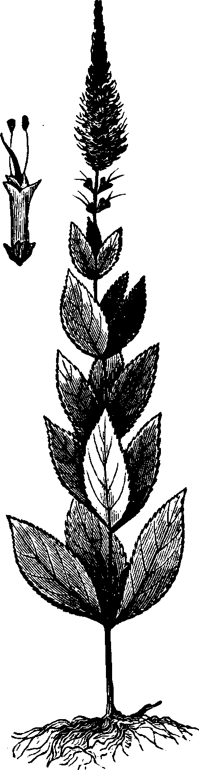 Illustration:
Fig. 126. Culver's-root. 
