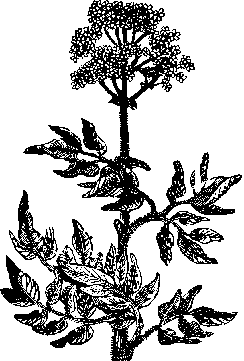 Illustration:
Fig. 130. Marsh-mallow. 