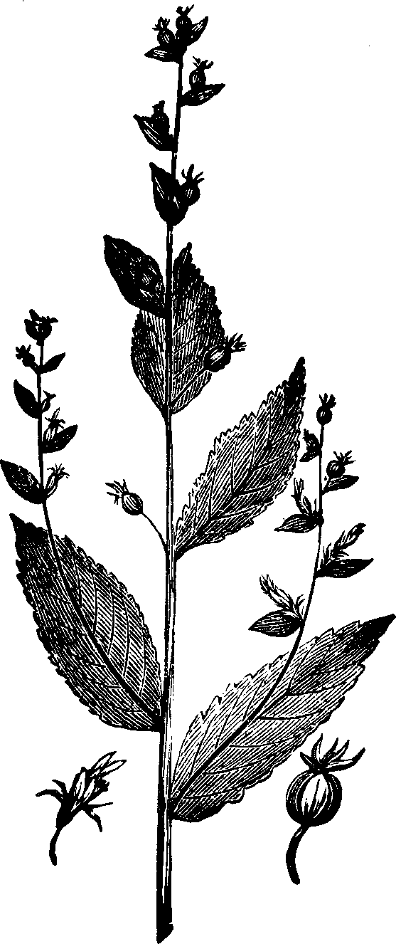 Illustration:
Fig. 132. Lobelia. 
