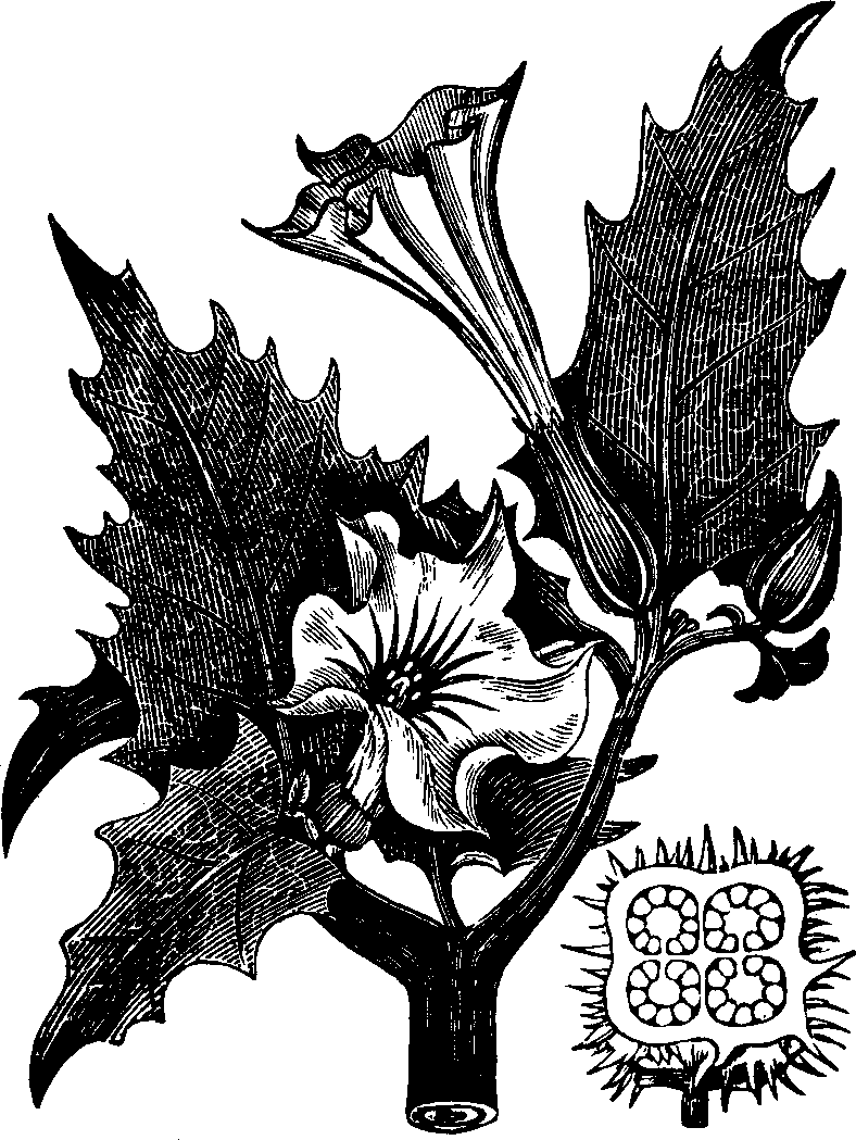 Illustration:
Fig. 135. Stramonium. 