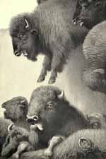 ONE AFTER ANOTHER THEY HURTLED INTO THE SLAUGHTER-PEN
OF THE BLOOD INDIANS' CORRAL.