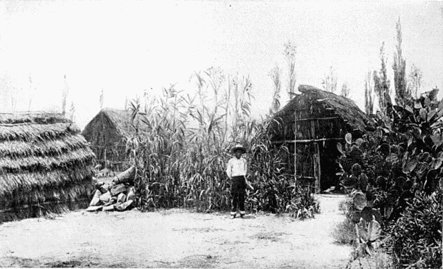 SOUTH AMERICAN NATIVE HUT. Illustration: SOUTH AMERICAN NATIVE HUT.