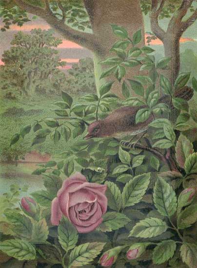 Nightingale Nightingale