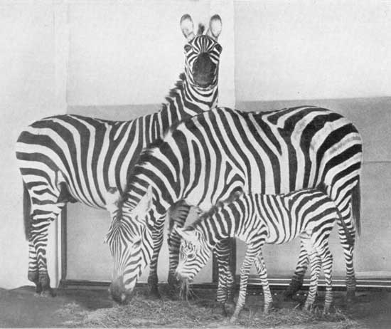 MOTHER BISON MOTHER BISON