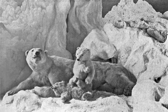 POLAR BEARS POLAR BEARS