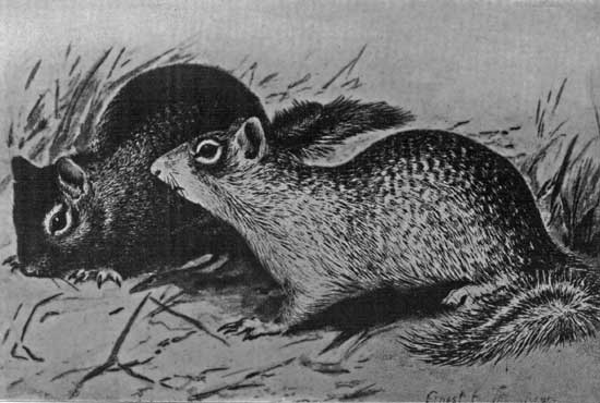 GROUND SQUIRREL GROUND SQUIRREL