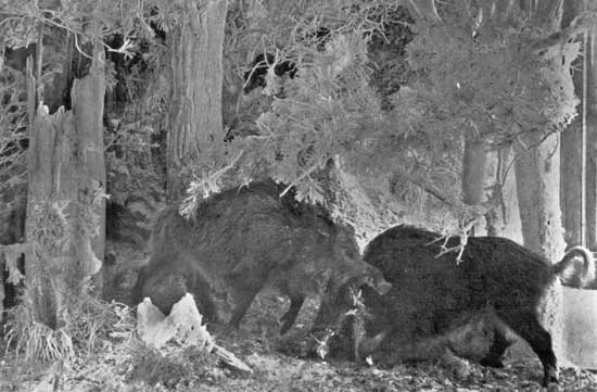 WILD BOARS WILD BOARS