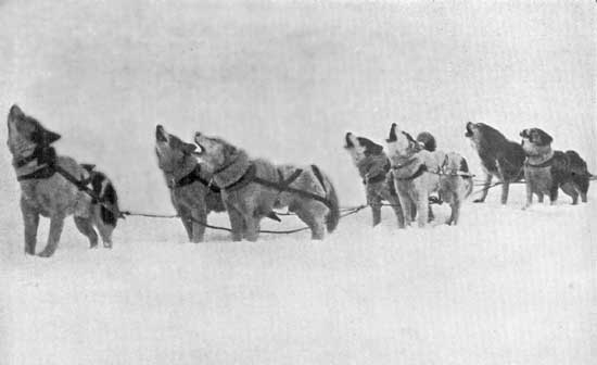 ESQUIMO-DOG ESQUIMO-DOG