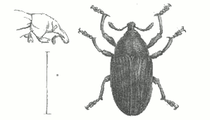 Fig. 3.

Larinus mellificus, Jekel.
