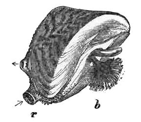 ZEBRA MUSSEL.&mdash;b. BYSSUS.