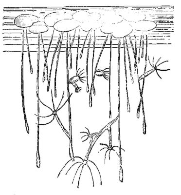 HYDR&AElig;, ON ROOTS OF DUCKWEED.