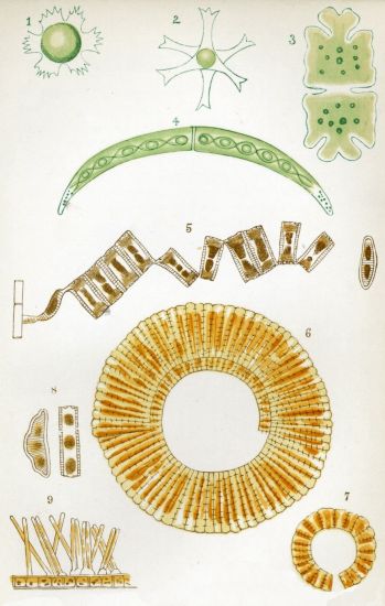 FRESH-WATER ALG&AElig;, DESMIDE&AElig;, AND DIATOMACE&AElig;.

All highly magnified.


1.&mdash;Staurastrum.
2.&mdash;Trigonocystis.
3.&mdash;Euastrum.
4.&mdash;Closterium.
5.&mdash;Diatoma.
6, 7.&mdash;Meridion.
8.&mdash;Eunotia.
9.&mdash;Exilaria.
