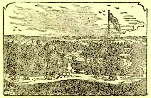 Carriage on forested road