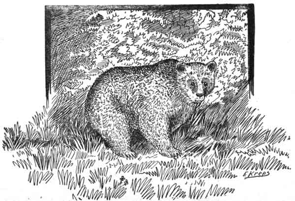The Grizzly Bear.