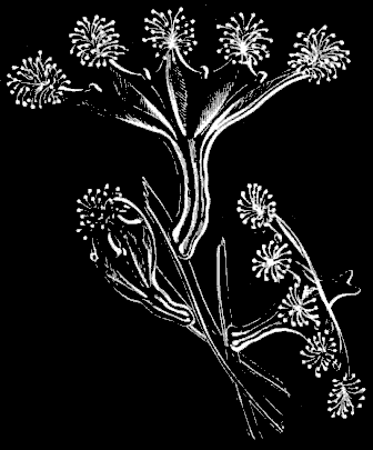 Fig. 54. Group
of Lucernaria attached to eel-grass; natural size.