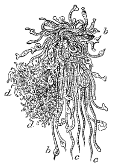 Fig. 119. Bunch of Hydr&aelig;; cluster of Medus&aelig;; b  b Hydr&aelig; with tentacles, c  d bunches of Medus&aelig; (Agassiz.)