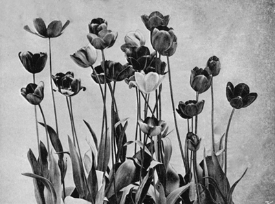 Late single Tulips, Breeders and Bybl&oelig;men.