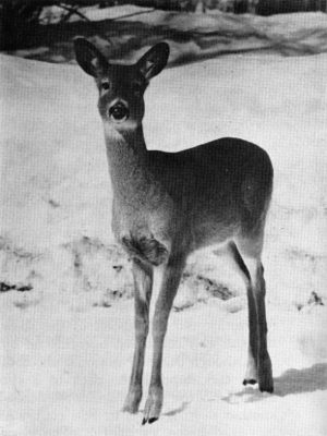 Figure 29.&mdash;The main prey of wolves in northern
Minnesota is the white-tailed deer. (Photo
courtesy of L. D. Mech.)