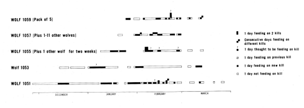 Figure 32.&mdash;Periods spent by radiotagged wolves and their associates feeding
on kills judged to be their own. This does not include periods when they
were known to be feeding on carrion.