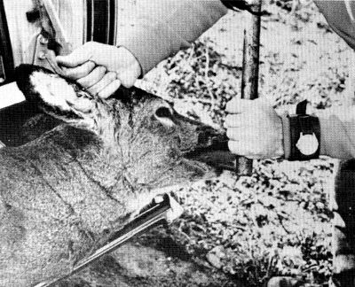 Figure 6.&mdash;All hunter-killed deer examined were
checked for age. (Photo courtesy of L. D.
Frenzel.)