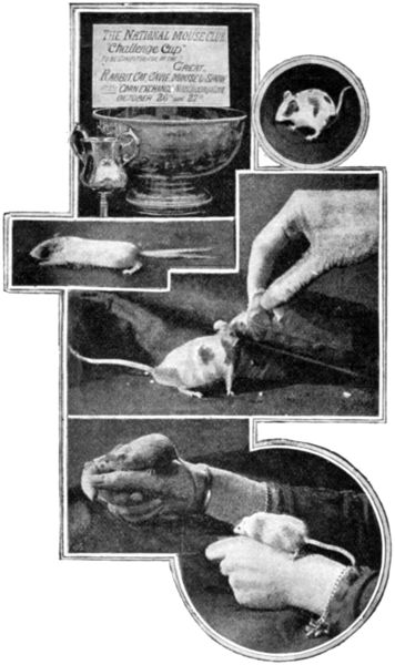 (1) MOUSE CHALLENGE CUP. (2) A MOUSE WITH TWO TAILS. (3)
HOW A LADY FANCIER FEEDS HER PETS, AND (4) HOW SHE PLAYS WITH THEM.