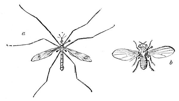 Fig. 139. Flies&mdash;showing the knobs just below the wings.  Note that flies have only two wings. a, Crane fly.  b, Pomace fly&mdash;enlarged.
