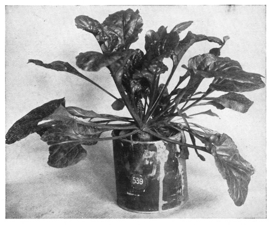 Fig. 298. A window plant that is easy to grow. It is a
common garden beet. The end of the beet was cut off so that it could be
got into the tin can. A very red beet will produce handsome red-ribbed
leaves. In all cases, be sure that the crown or top of the plant has not
been cut off too close, or the leaves may not start readily. The beet
starts into growth quickly and the growing plant will stand much abuse.
It makes a very comely plant for the school-room window. Try carrot,
turnip, and parsnip in the same way.