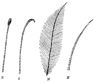 Fig. 350. Antenn� or feelers.