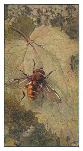 62